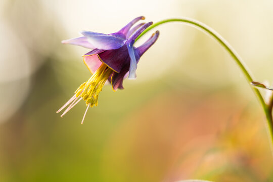 紫花耧斗菜特写