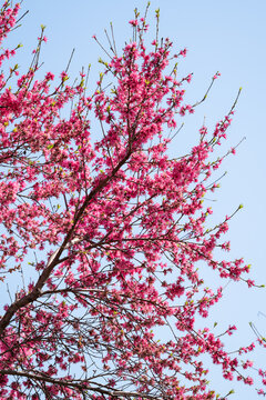 满树菊花桃