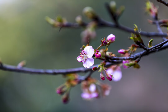 樱花开