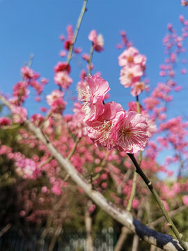 红梅花