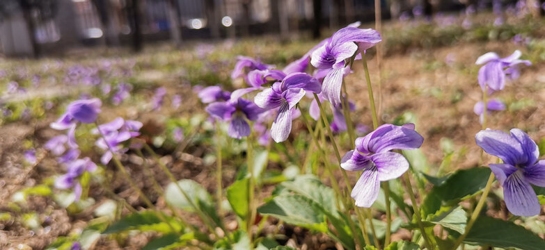 紫花地丁