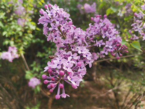 丁香花