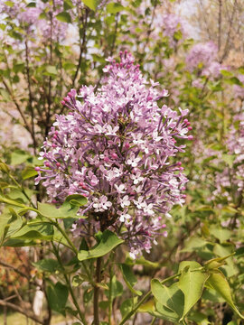 丁香花