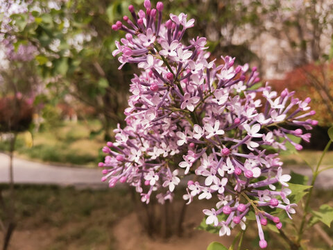 丁香花