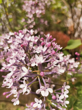 丁香花