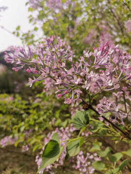 丁香花