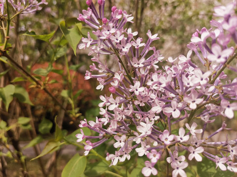 丁香花