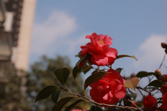 山茶花