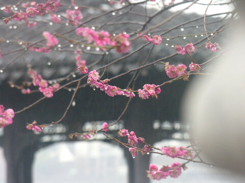 莫愁春雨