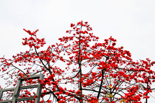 木棉花