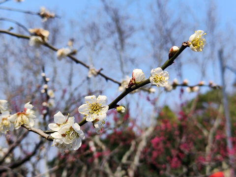 梅花