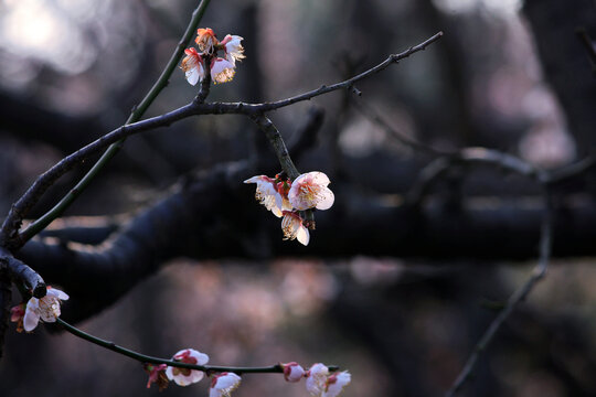 梅花