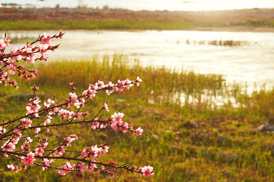 桃花