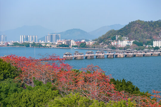 潮州木棉花