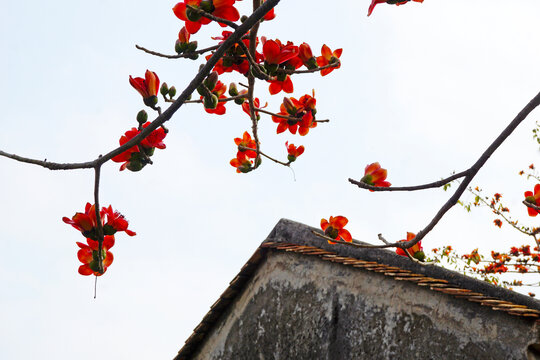 木棉花