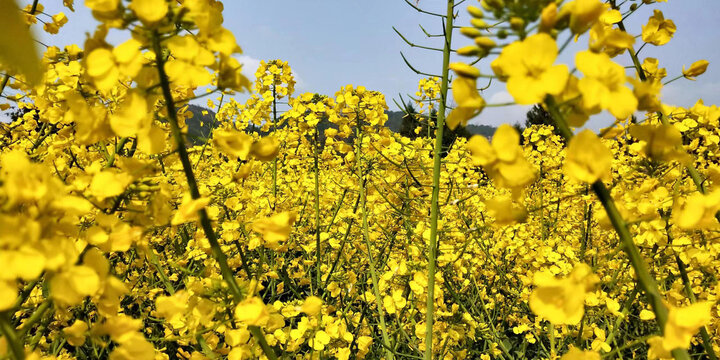 油菜花