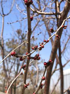 花苞万象更新