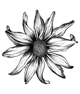 太陽花