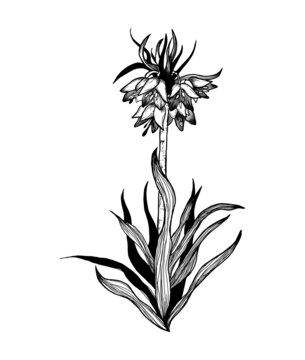 皇冠貝母