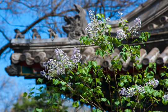 北京法源寺丁香盛开