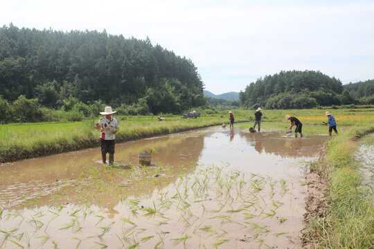 水稻种植