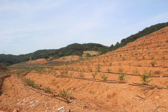 蓝莓果树种植基地