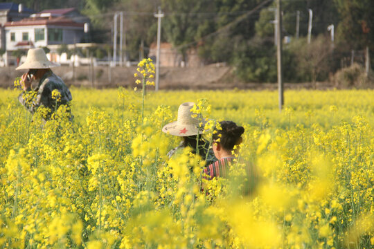 农村油菜花