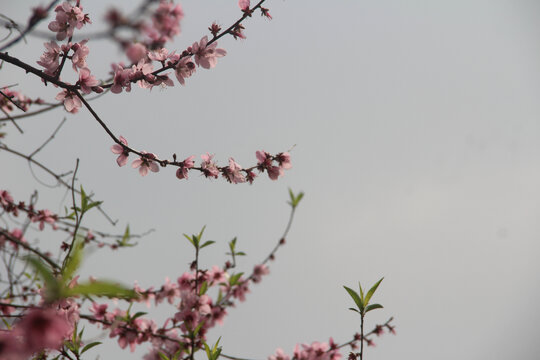 桃花盛开