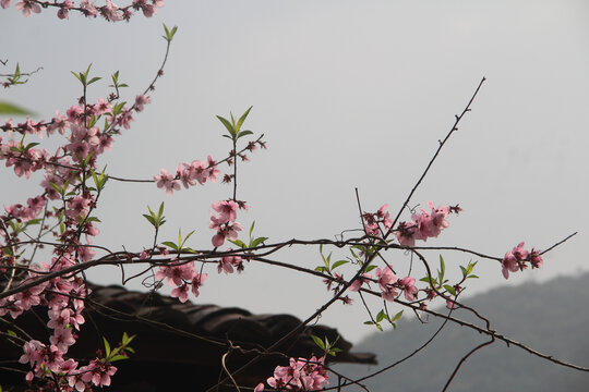 桃花房顶