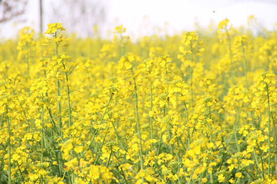 油菜花海