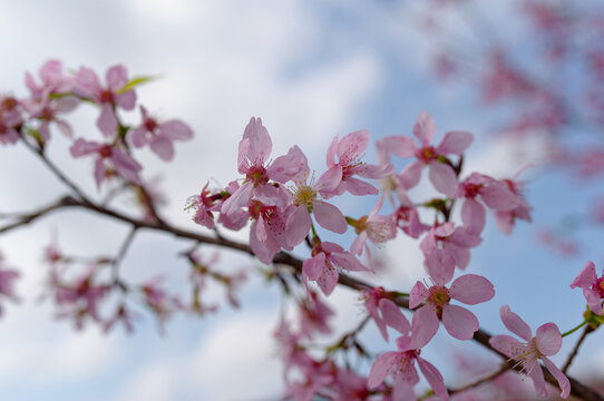 樱花