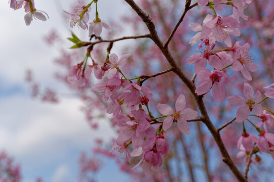 樱花