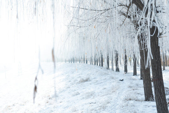 大雪中的树挂雪景城市自然风光