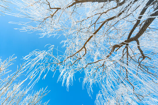 漂亮树挂冬季雪景农村雪景