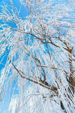 漂亮树挂冬季雪景农村雪景