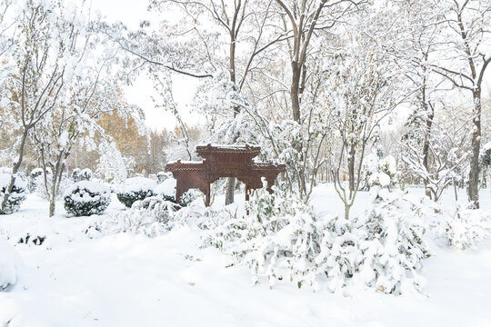 大雪后的公园绿植雪景风光