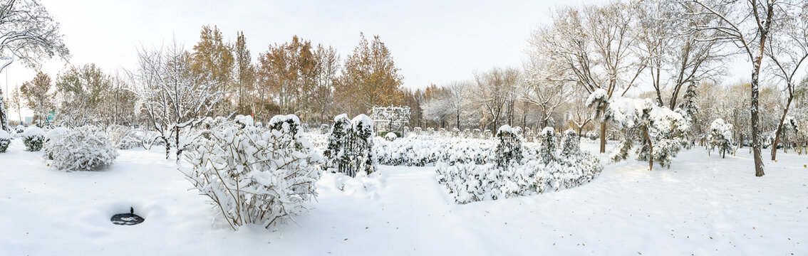 大雪后的公园绿植雪景风光