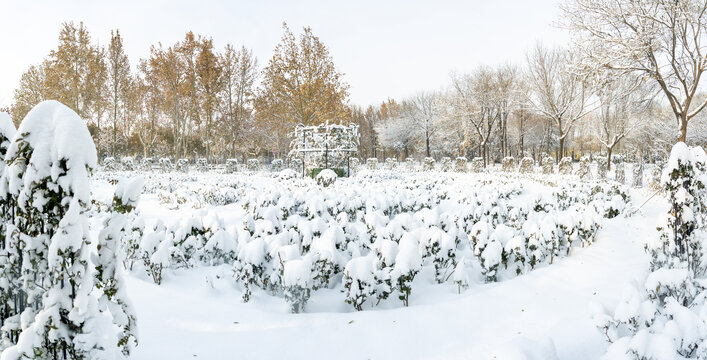 大雪后的公园绿植雪景风光