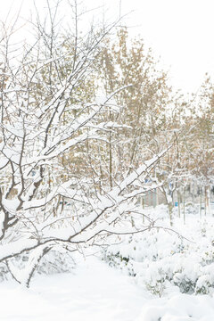 大雪中的树挂雪景城市自然风光