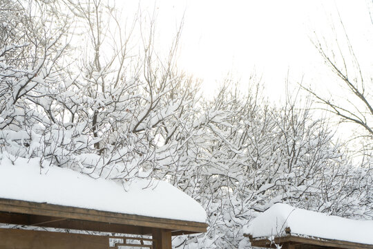 大雪中的树挂雪景城市自然风光