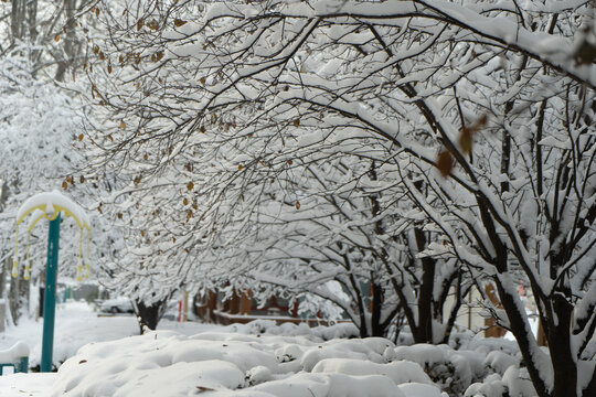 大雪中的树挂雪景城市自然风光