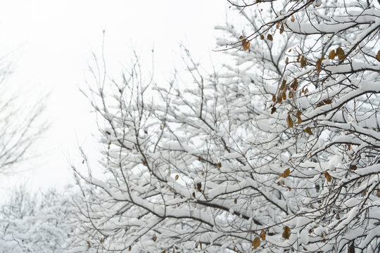 大雪中的树挂雪景城市自然风光