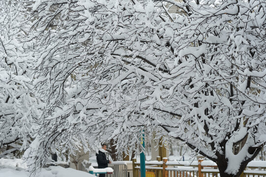 大雪中的树挂雪景自然风光