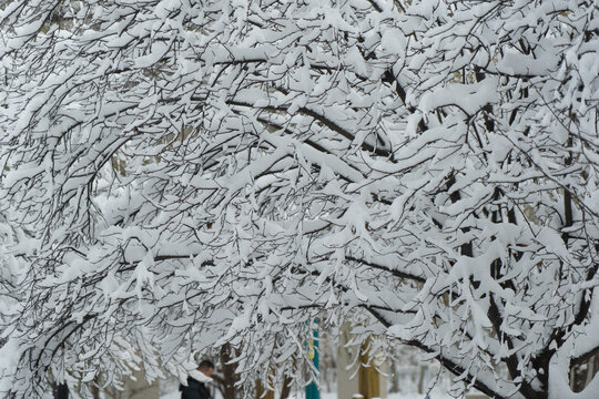 大雪中的树挂雪景城市自然风光