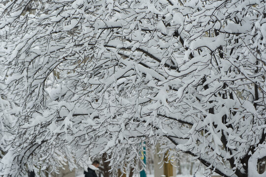 大雪中的树挂雪景自然风光