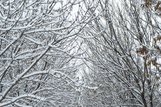 大雪中的树挂雪景自然风光