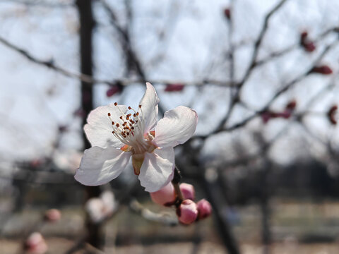 山桃花