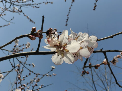 山桃花