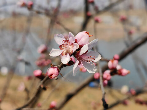 山桃花枝