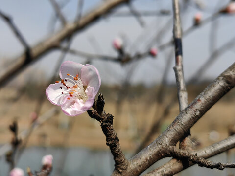 山桃花开